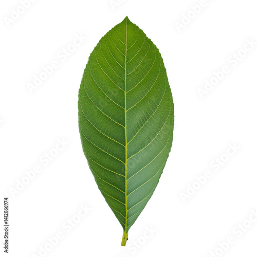 Obraz na płótnie Fresh green loquat leaf isolated on transparent background with clipping path included w salonie