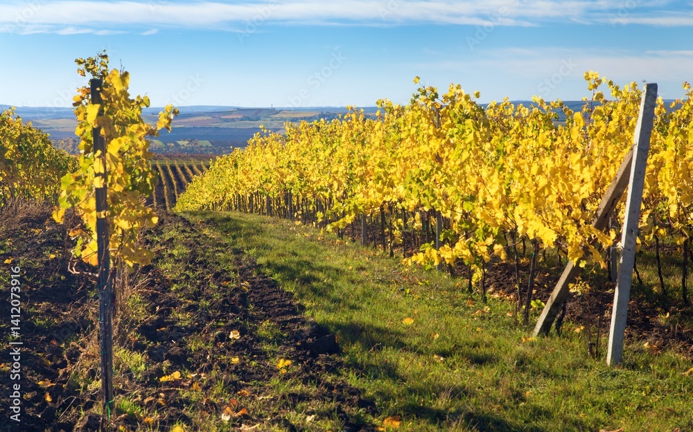 autumn in the vineyard yellow coloured vine plants