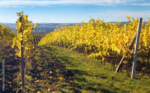 Obraz na płótnie autumn in the vineyard yellow coloured vine plants w salonie