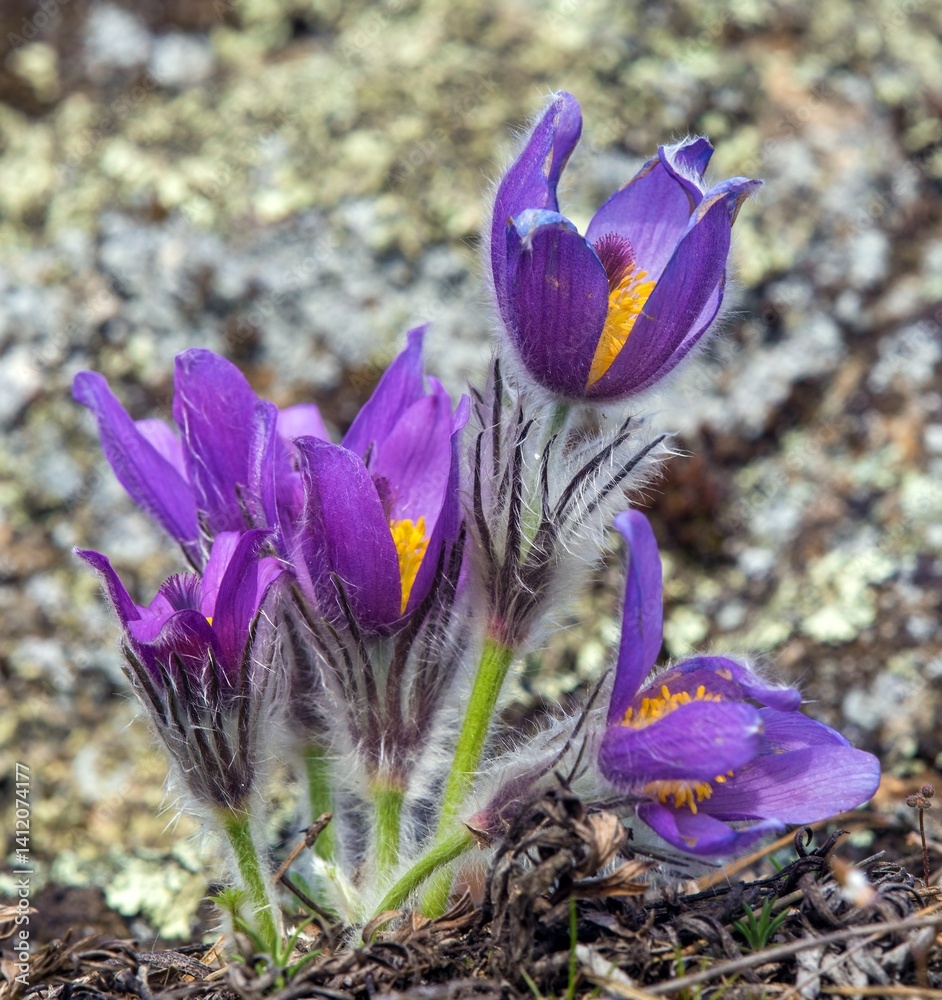 Pasqueflower greater pasque flower pulsatilla grandis