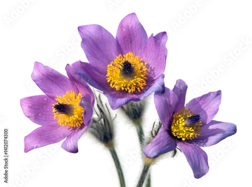 Pasqueflower reater pasque flower pulsatilla grandis photo