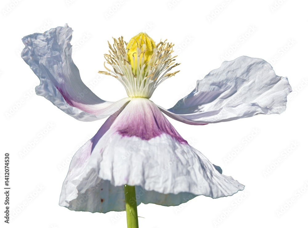 opium poppy white flower papaver somniferum isolated