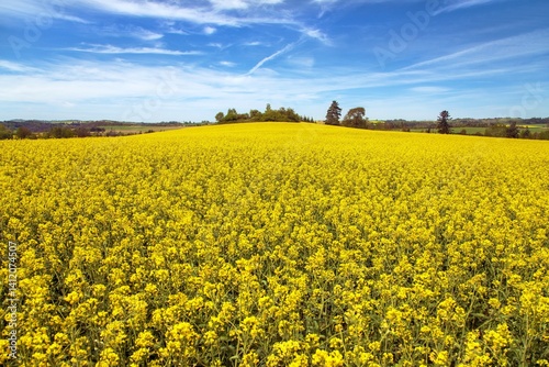 Obraz na płótnie Rapeseed canola colza flowering field Brassica Napus w salonie