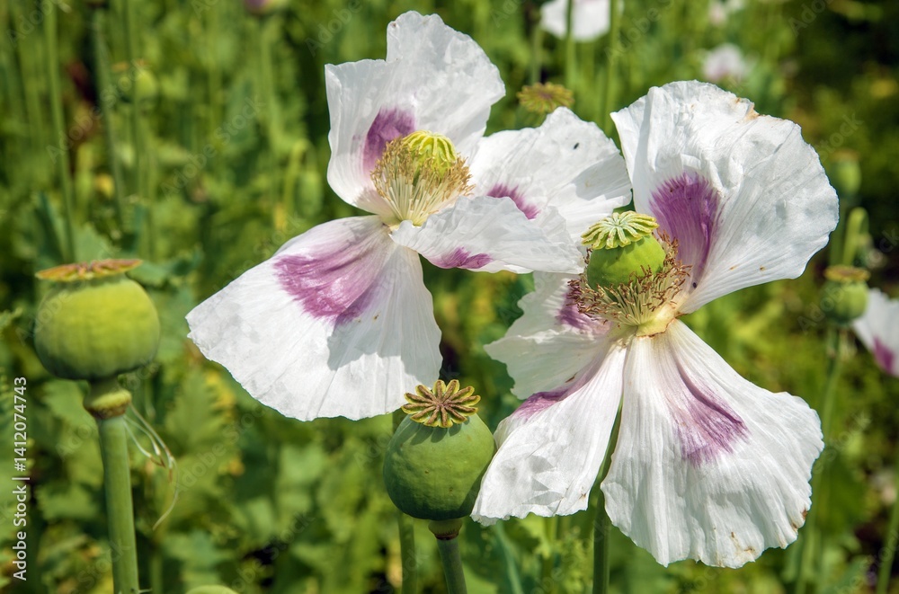 opium poppy white flower papaver somniferum field