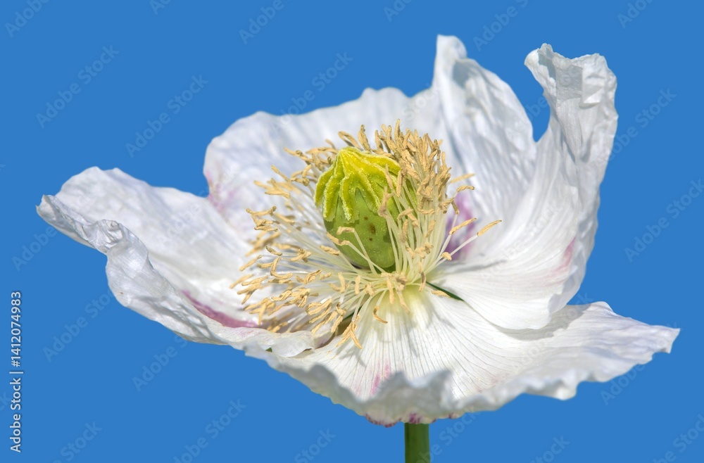 opium poppy white flower papaver somniferum isolated