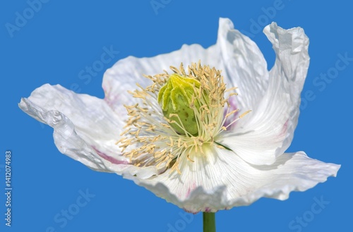Obraz na płótnie opium poppy white flower papaver somniferum isolated w salonie