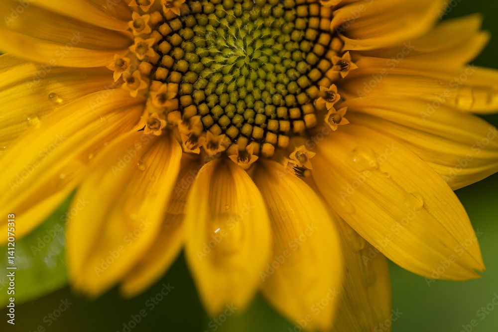 Sunflower Fields Sunflower Fields