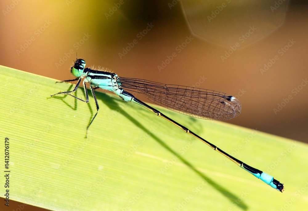 Blue dragonfly Enallagma cyathigerum common damselfly