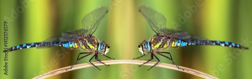 Obraz na płótnie Migrant hawker dragonfly Aeshna mixta two dragonflies w salonie