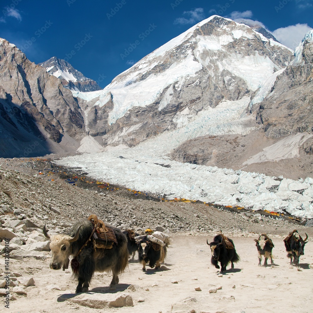 Mount Everest base camp and yak caravan