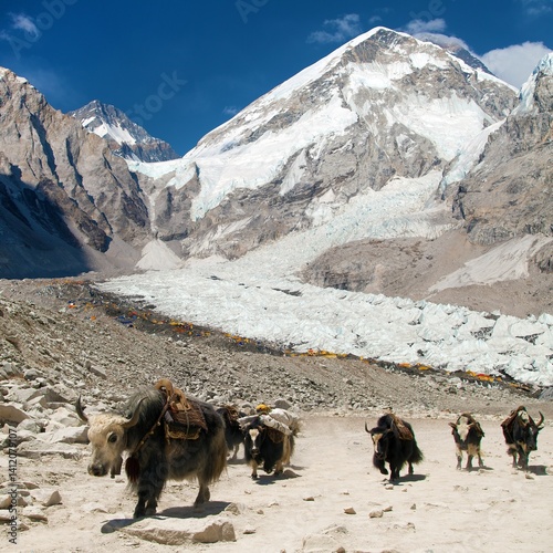 Obraz na płótnie Mount Everest base camp and yak caravan w salonie