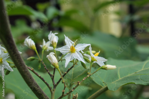 Close up of blooming takokak white flower (Solanum torvum) in the garden photo