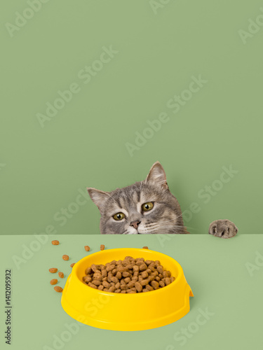 A cute gray cat and a bowl of food on pastel background. Reaching for his favorite food, little thief.