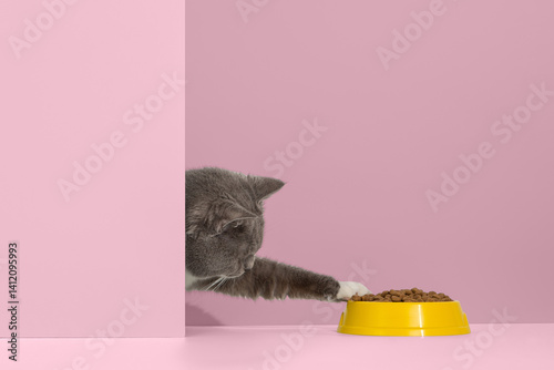 Grey cat peeps out of the corner, animal emotions, looks at a bowl of food, on pastel background, concept. Copy space.