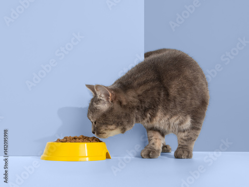 Grey cat peeps out of the corner, animal emotions, looks at a bowl of food, on pastel background, concept. Copy space.