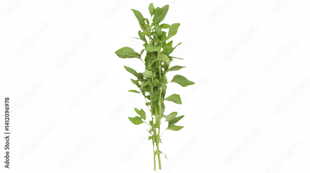 Fototapeta premium a tall green plant with leaves and flowers on a transparent background, PNG image, PNG file, Generative art.