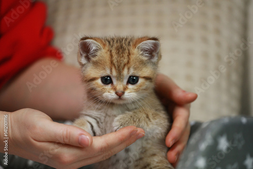 Portrait of a cute little kitten. Animal care and love