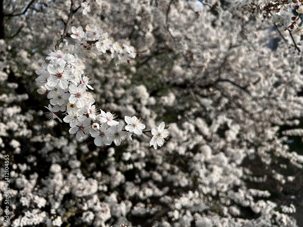 blooming white cherry flowers fluffy tree in spring as background blooming white cherry flowers fluffy tree in spring as background