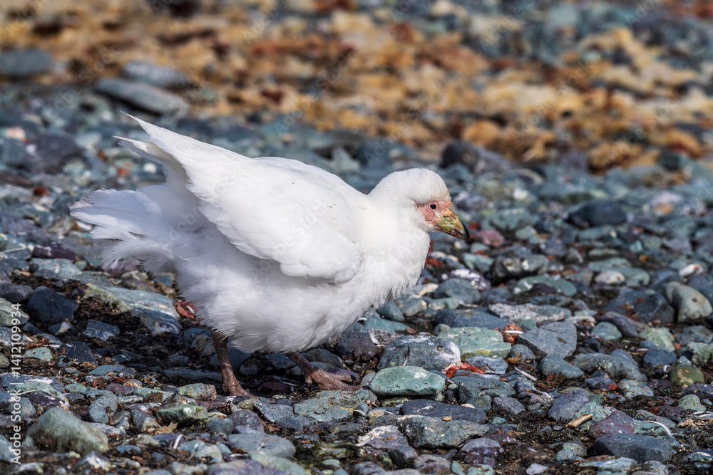 Close-up of a snowy sheathbill -Chionis albus- on the Antarctic Peninsula.