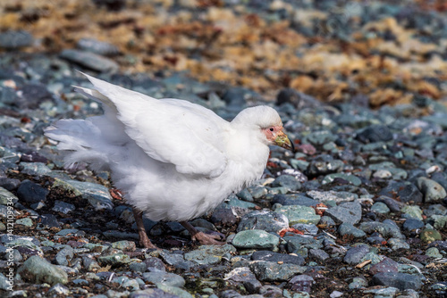 Obraz na płótnie Close-up of a snowy sheathbill -Chionis albus- on the Antarctic Peninsula. w salonie