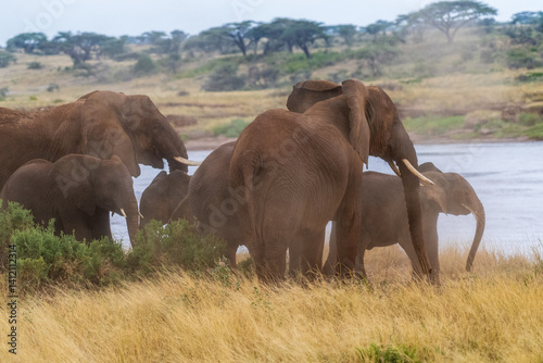 Obraz na płótnie Telephoto of a herd of African Elephant -Loxodonta Africana- emerging from the Ewaso Ngiro river in the Samburu National Reserve, Kenya w salonie