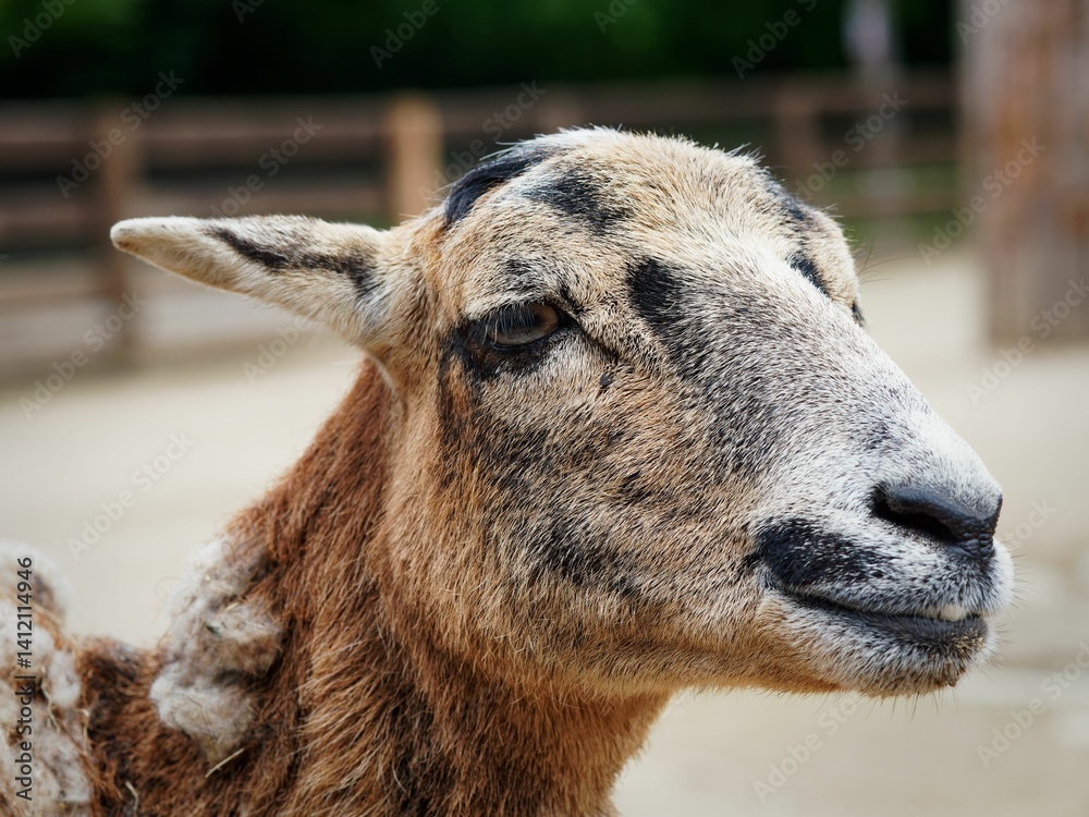 Close-up of a Goat on a Farm Close-up of a Goat on a Farm