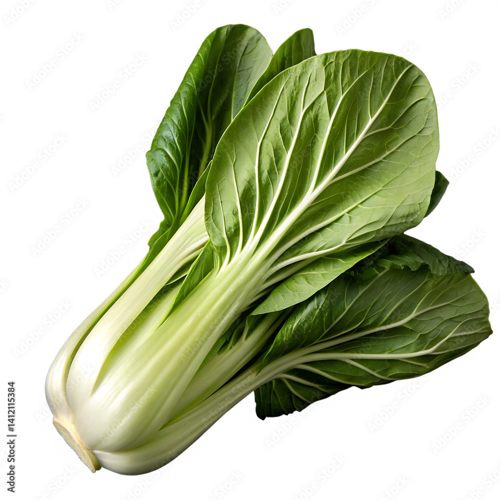 Bok choy or pak choy Chinese cabbage isolated with clipping path no shadow on black background fresh vegetables Bok choy or pak choy Chinese cabbage isolated with clipping path no shadow on black background fresh vegetables