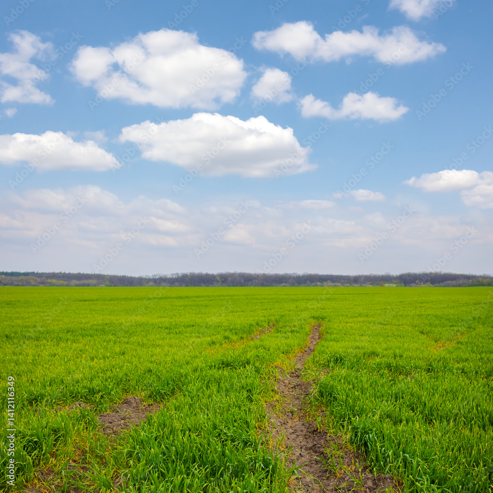 Fototapeta premium ground road among green rural fields under a blue cloudy sky