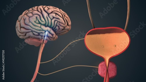 Neural Control of Bladder by Brain Signals