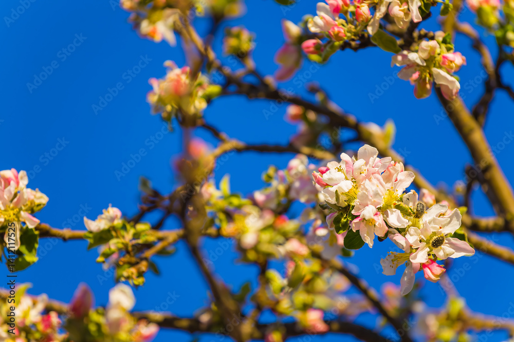 closeup apple tree branch in blossom on blue sky background closeup apple tree branch in blossom on blue sky background