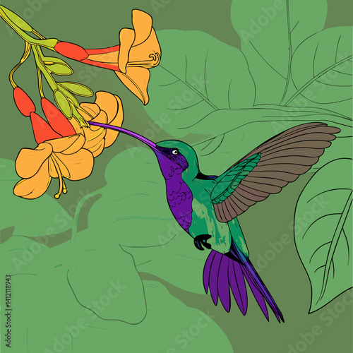 Violet Sabrewing Hummingbird, Central American native, feeding on nectar with speed and grace.