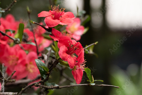 Pink flower in the nature