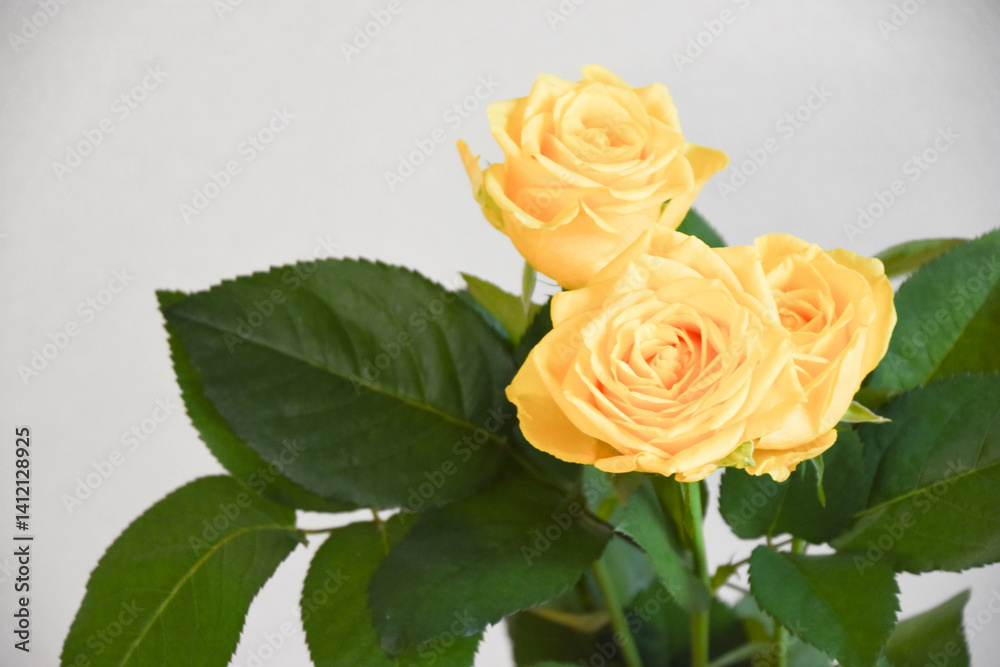 Fototapeta premium 黄色い薔薇