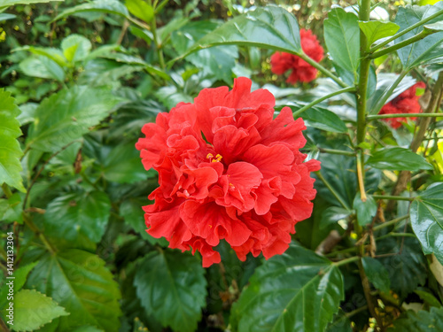 A vivid red hibiscus flower in full bloom surrounded by glossy green leaves, showcasing tropical beauty, vibrant color, and natural garden charm in daylight.