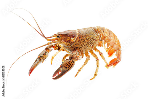 A close-up view of a vibrant crawfish showcasing its intricate features and textures isolated on transparent background