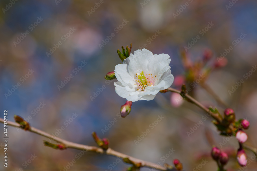 Hally Jolifette cherry flower on a twig on the blurred background close-up