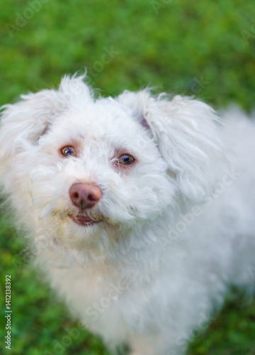 A Bichon Bolognese dog sitting on the grass and looking up.