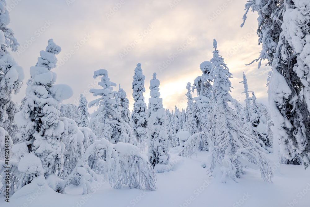 winter landscape with snow