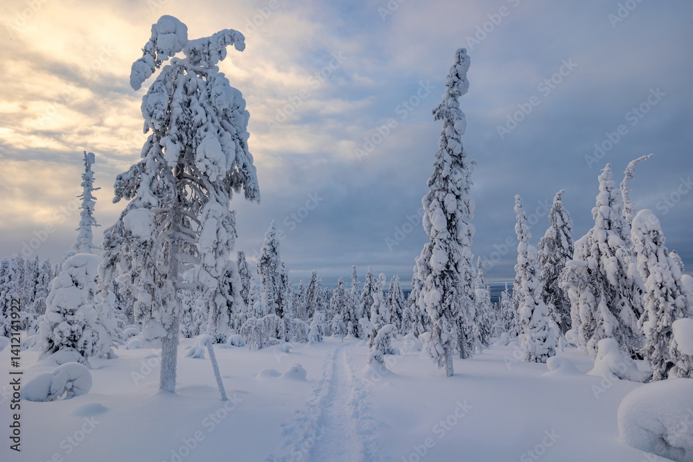 snow covered trees in winter