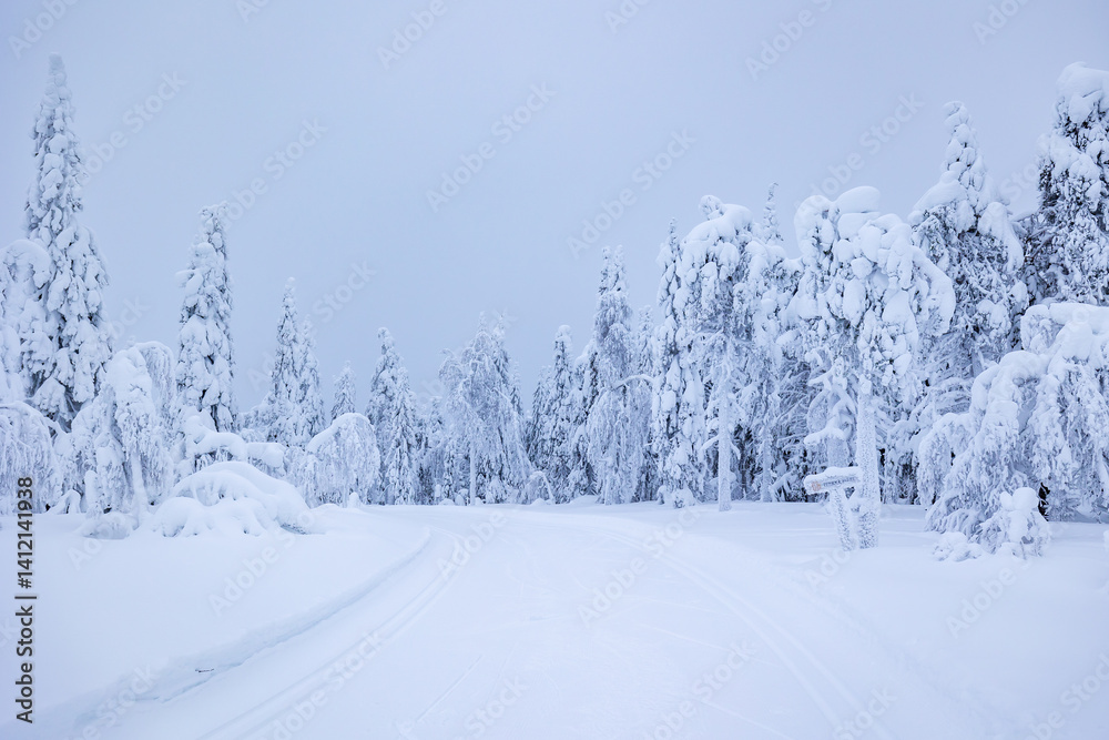 snow covered trees in winter
