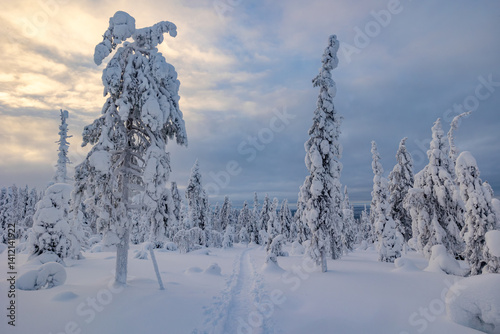 Obraz na płótnie snow covered trees in winter w salonie