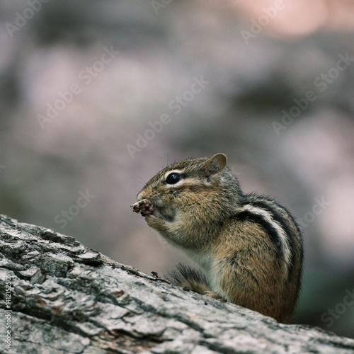 Eastern chipmunk eating on a log in the forest – close-up wildlife portrait