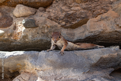 Barbary ground squirrel stretching on stone ledge in dry volcanic habitat.
