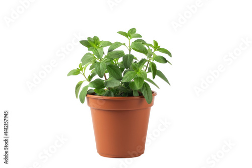 Wallpaper Mural Lush green mint plant thriving in a terracotta pot against a minimalist white backdrop isolated on transparent background Torontodigital.ca