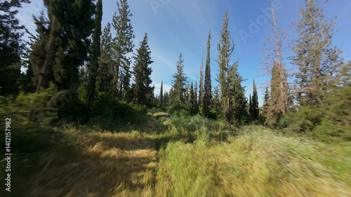 FPV drone flight in spring green forest. Central District, Israel
