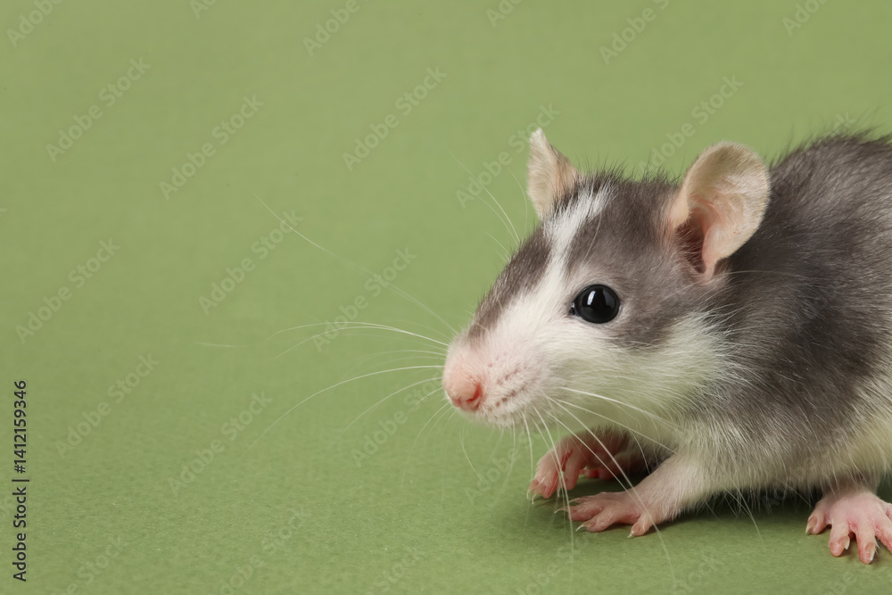 Cute rat on green background, closeup. Space for text Cute rat on green background, closeup. Space for text