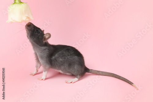 Cute rat sniffing flower on pink background. Space for text