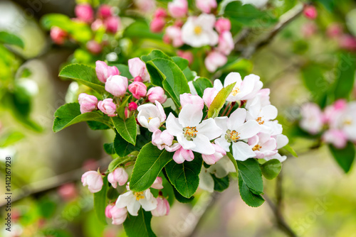 Malus x atrosanguinea  'Gorgeous' crab apple blossom, a spring flowering tree plant with a white pink springtime flower, gardening stock photo image