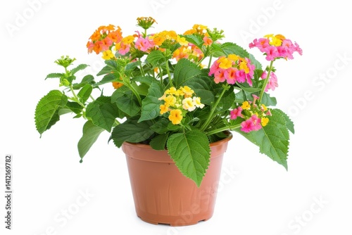 Colorful lantana blooms in a terracotta pot, brightening a sunny spring day isolated on transparent background