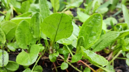 Wallpaper Mural Sour Dock, Natural sour dock Just Beginning to Green in the Garden. Organic Sorrel growing in the garden Green sorrel leaves on the garden bed for growing agricultural plants. Torontodigital.ca